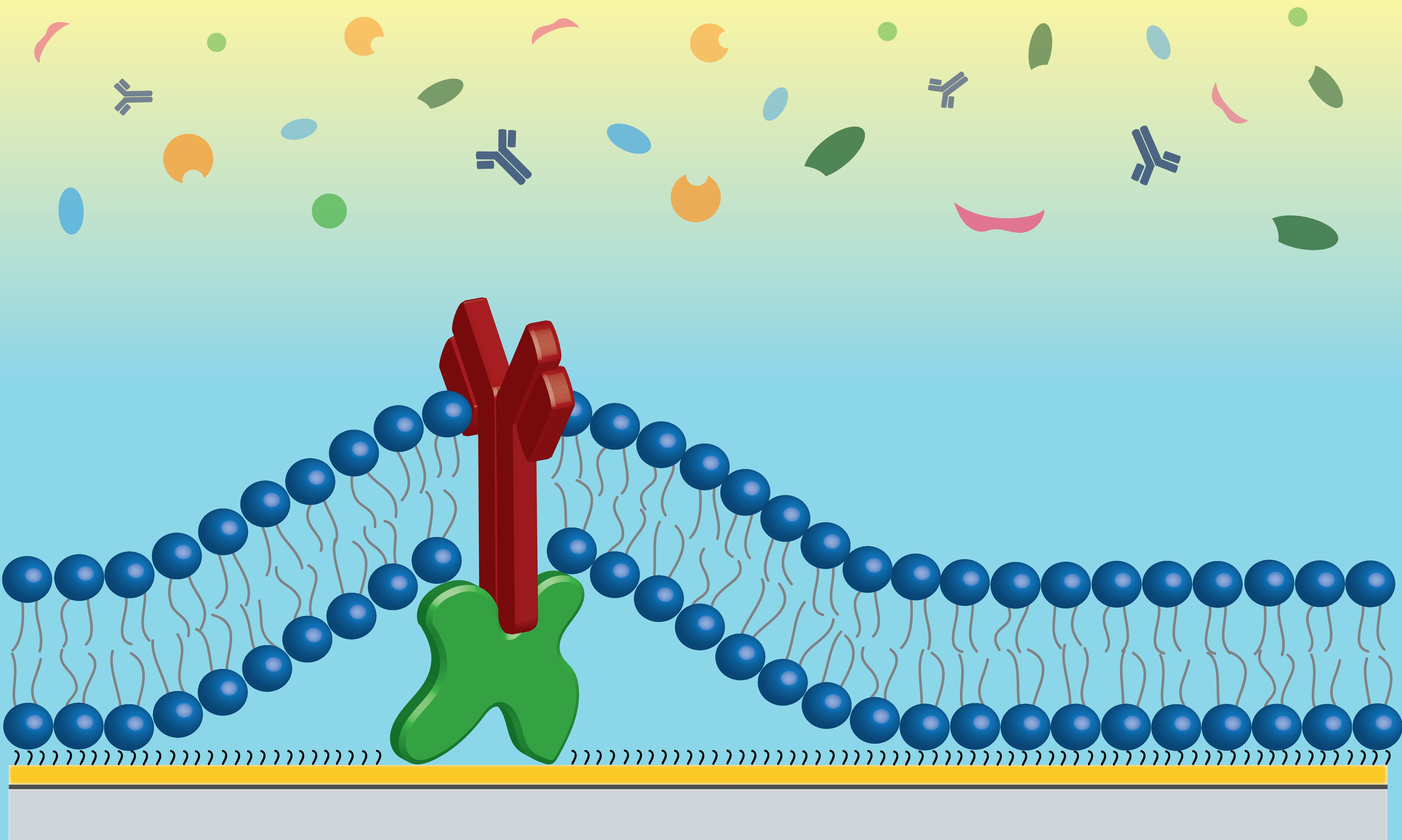 Protein A EPC Antifouling Membrane