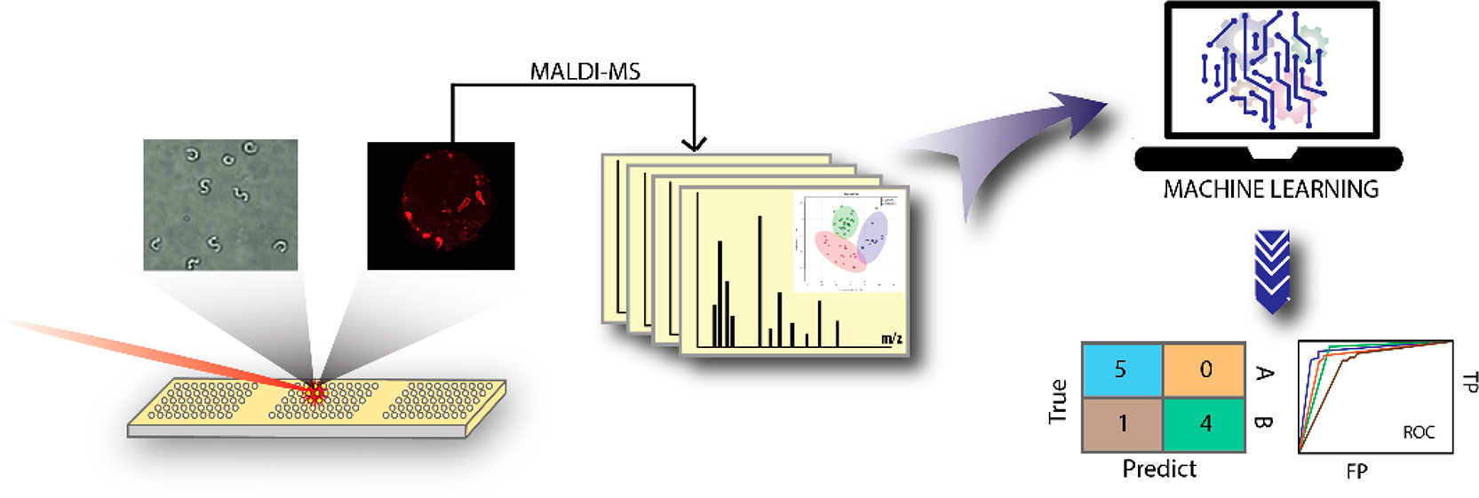 Machine Learning MALDI